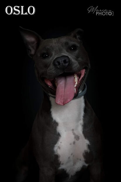 Oslo, Américan Staffordshire Terrier