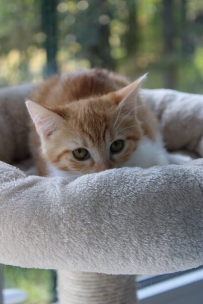 cachou, chaton roux