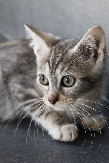 grey, chaton européen