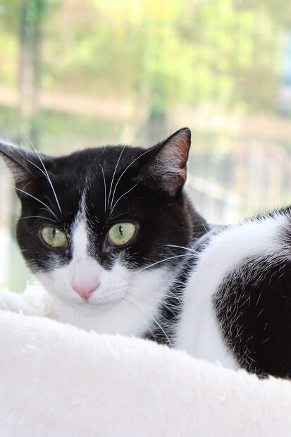 mateo, chat noir et blanc à adopter