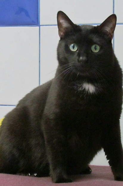 Ruben, chat noir