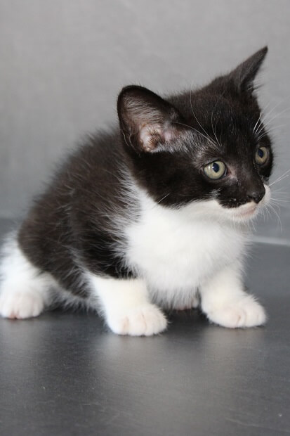 silver, chaton noir et blanc