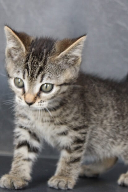 souris, chatonne européenne tigrée