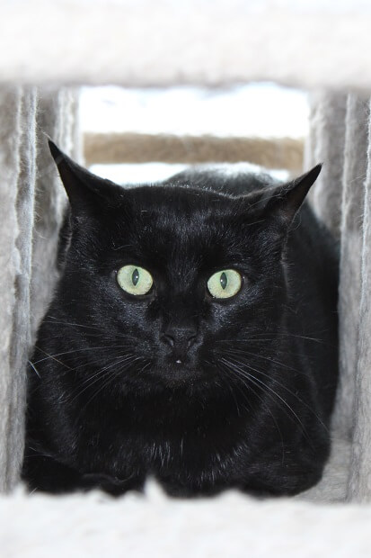 tosca, chat noir à adopter