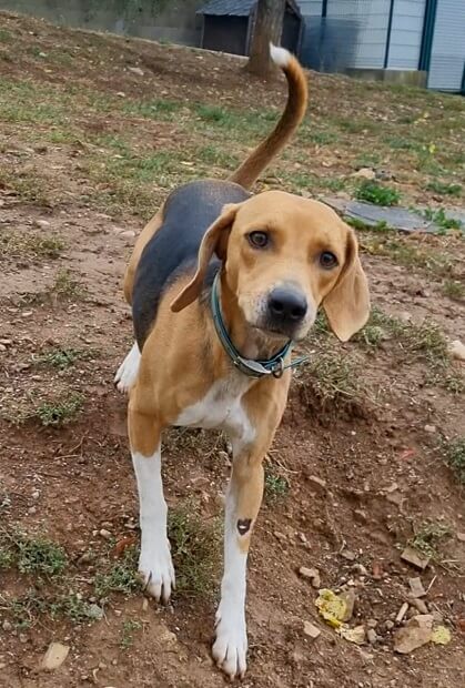 beagle harrier 