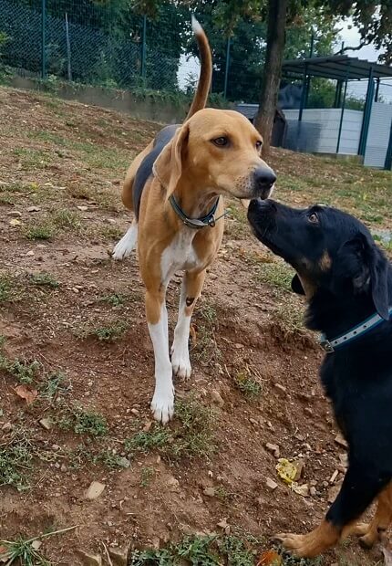 beagle harrier 