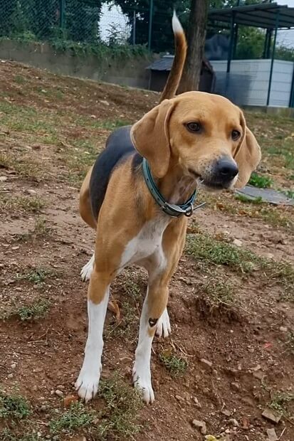 beagle harrier