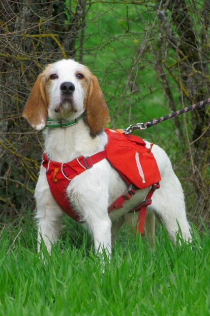 Buddy, jeune chien mâle