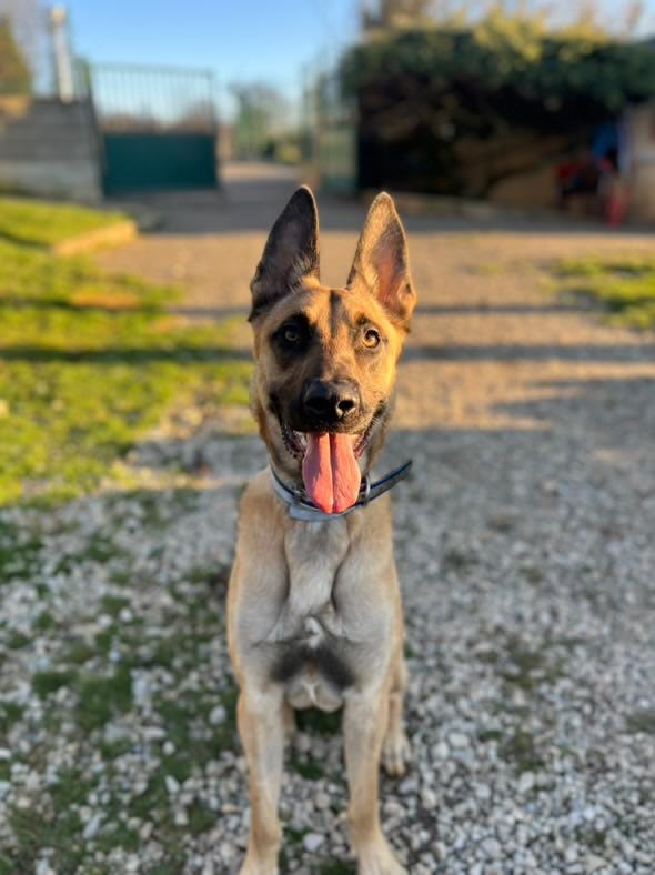 Marin, Malinois de 1an